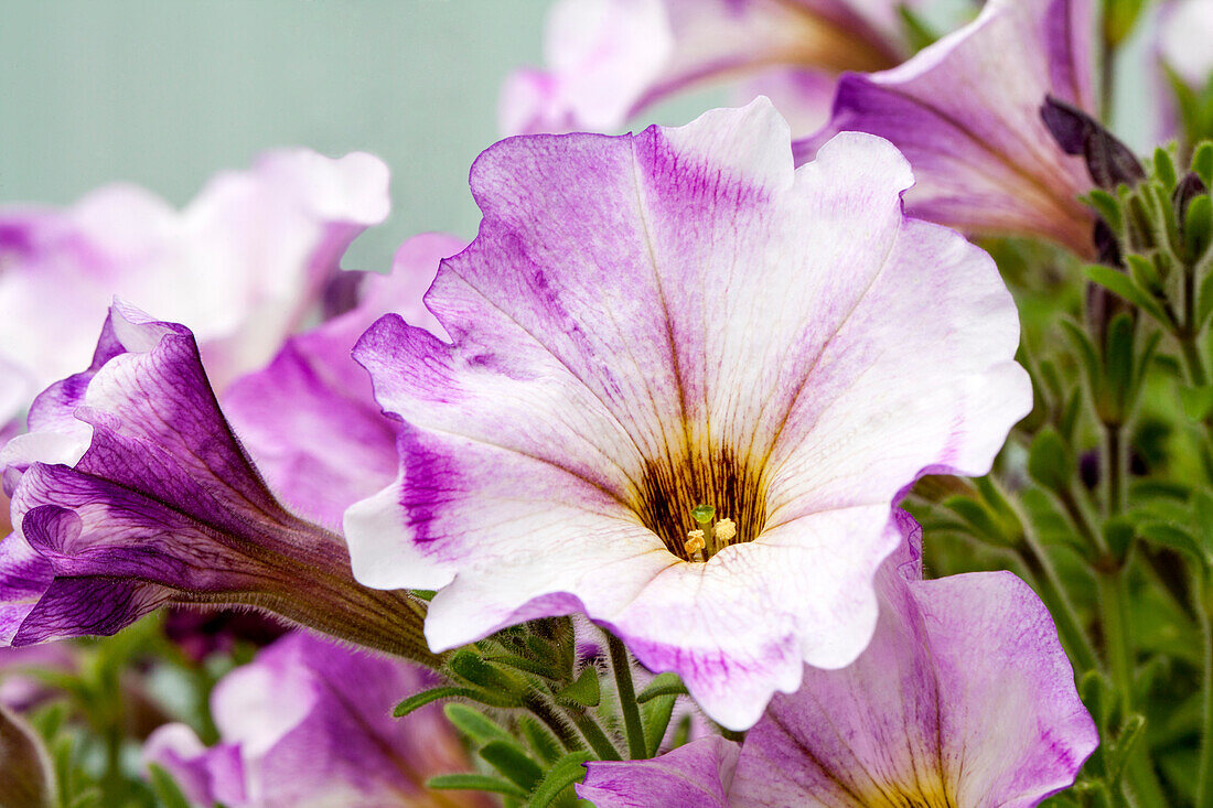 Petunia 'Sweet Pleasure® Painted Lilac White'.