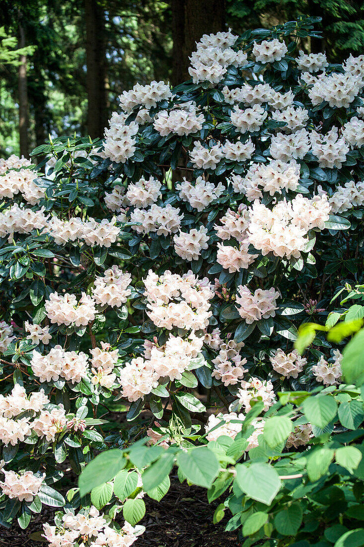 Rhododendron 'Mambo'