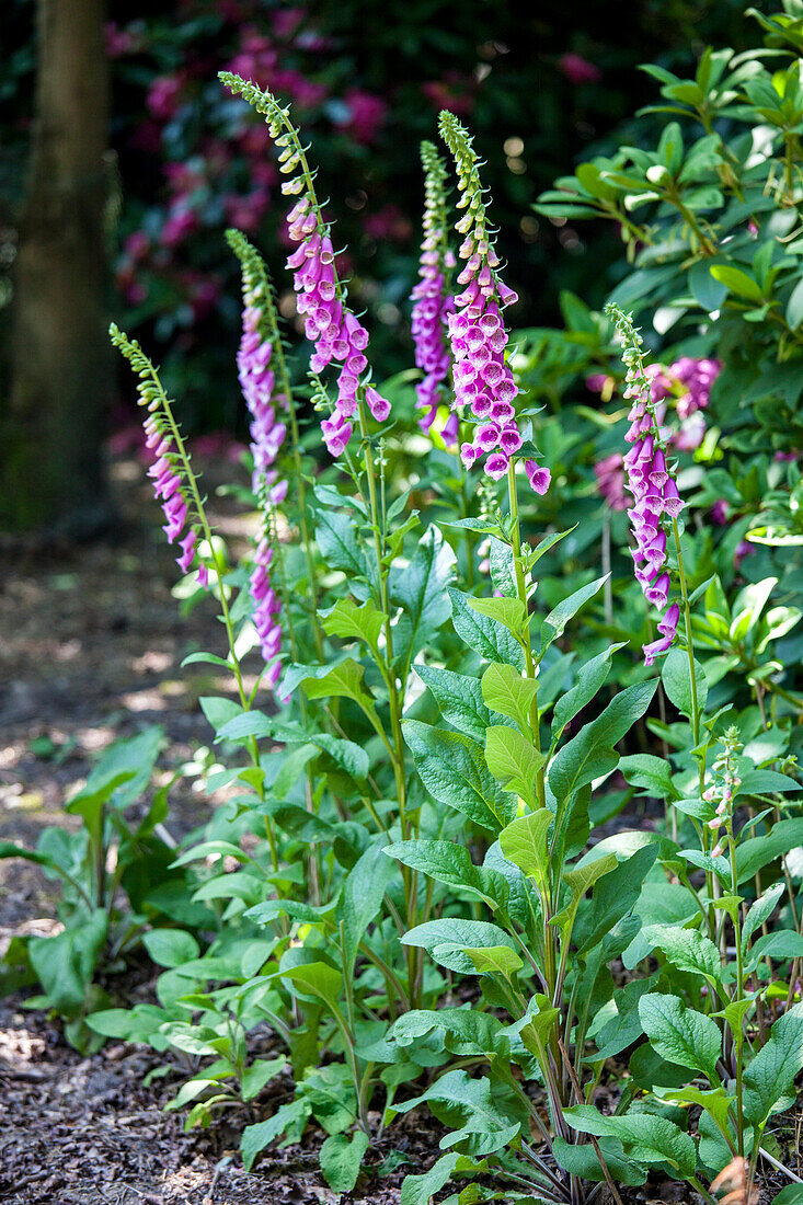 Digitalis