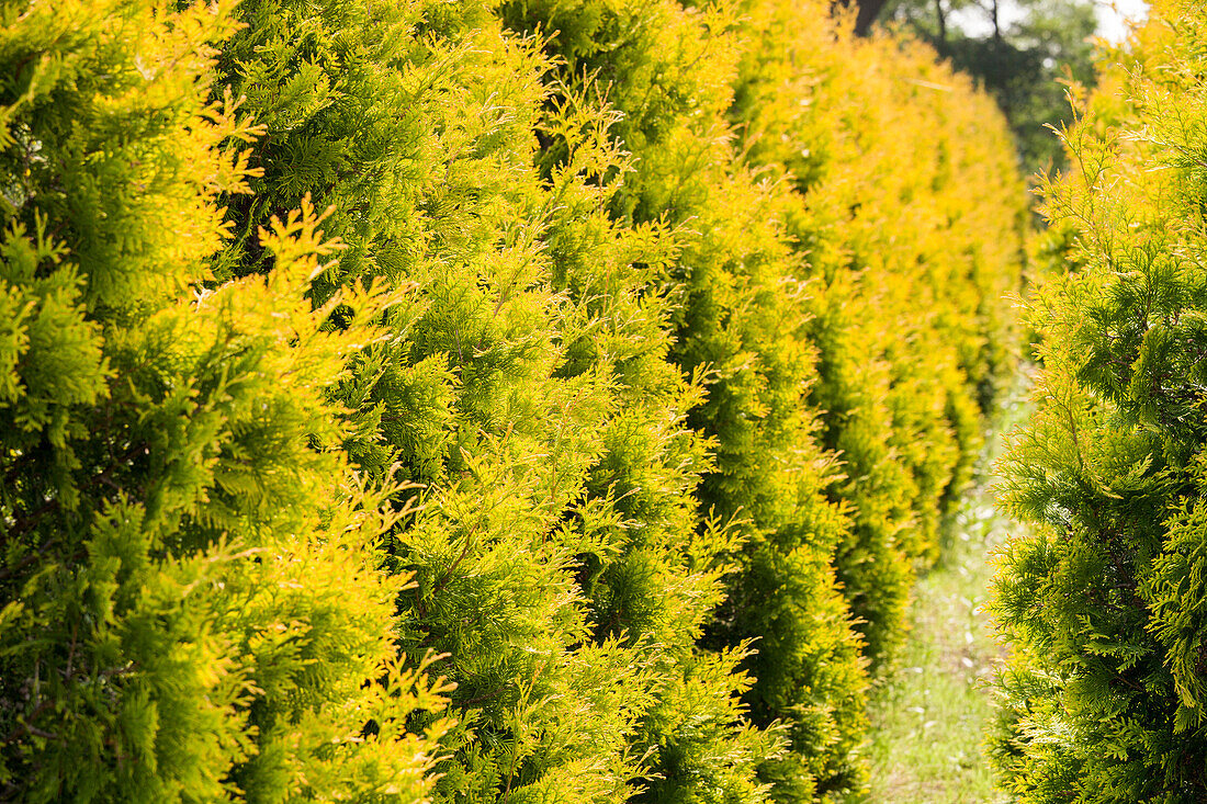 Thuja occidentalis 'Golden Smaragd'®