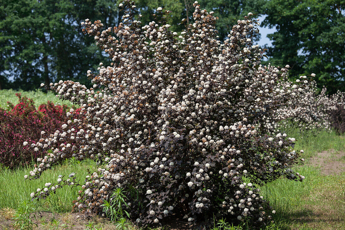 Physocarpus opulifolius 'Diabolo'®