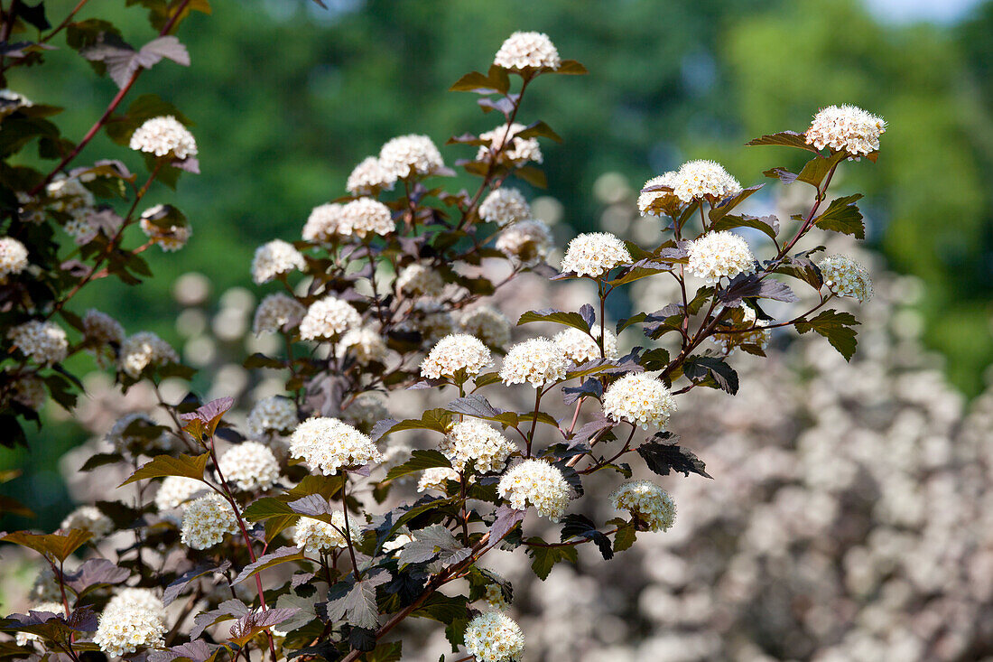 Physocarpus opulifolius 'Diabolo'®