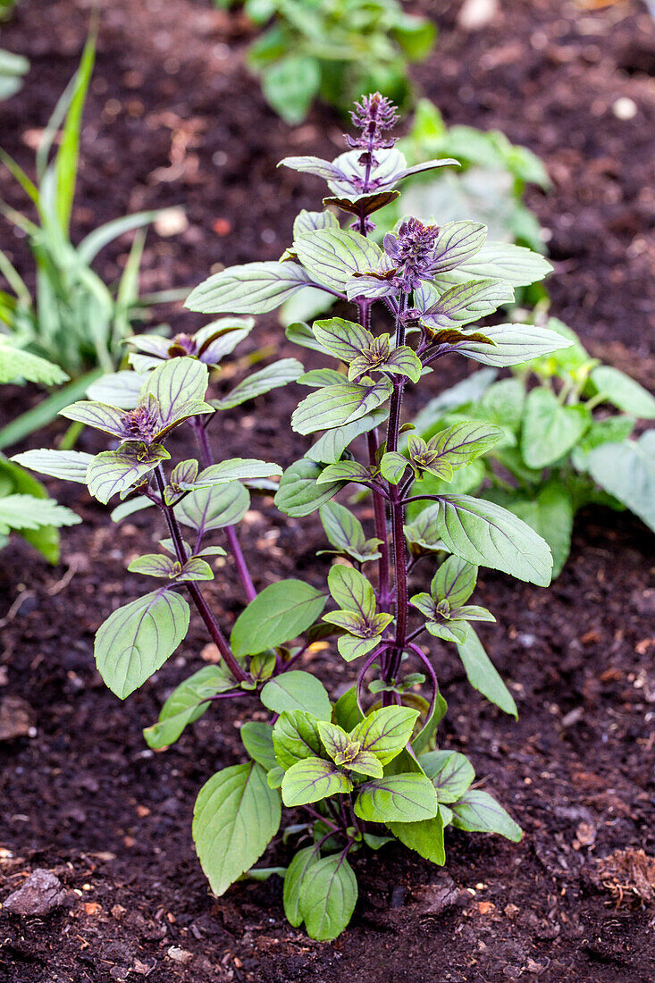 Ocimum basilicum 'Magic Blue'