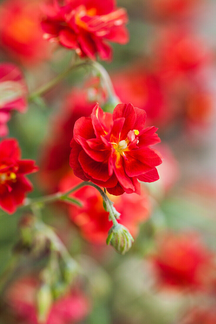 Helianthemum 'Rubin'