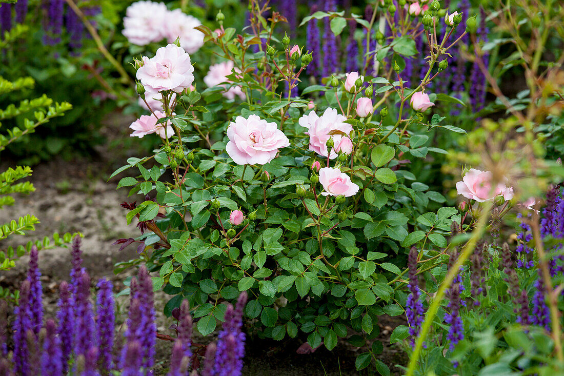 Rosa 'Bonica 82'®