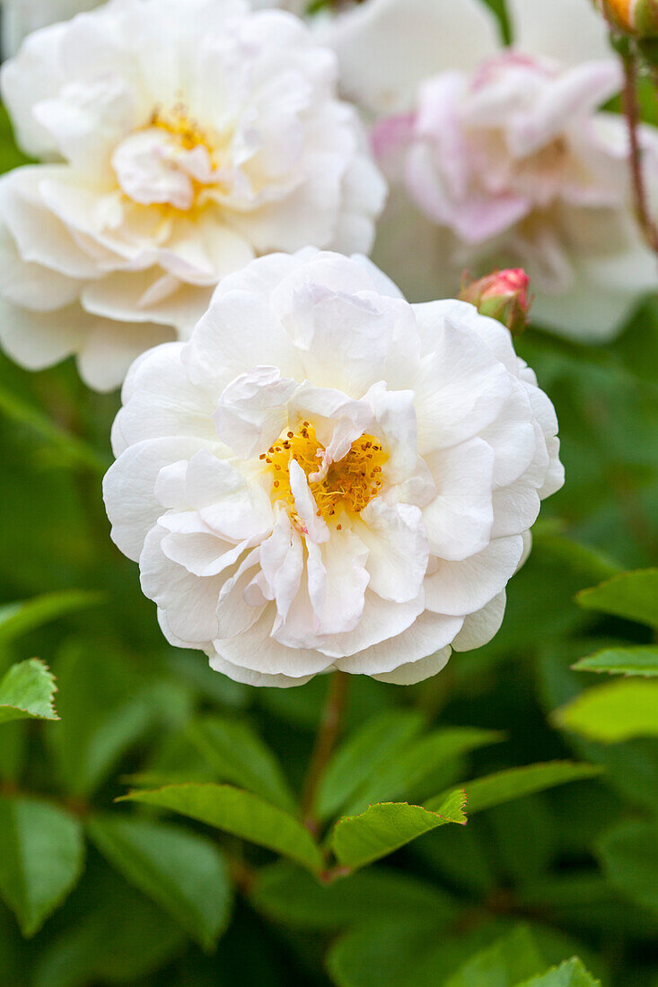 Rosa 'Ghislaine de Feligonde'