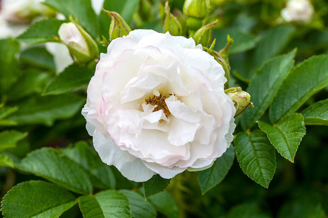 Rosa x centifolia