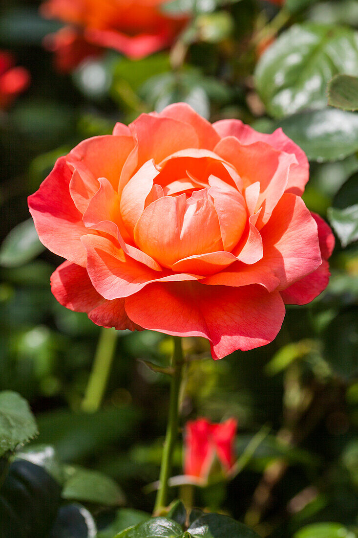 Rosa, orange