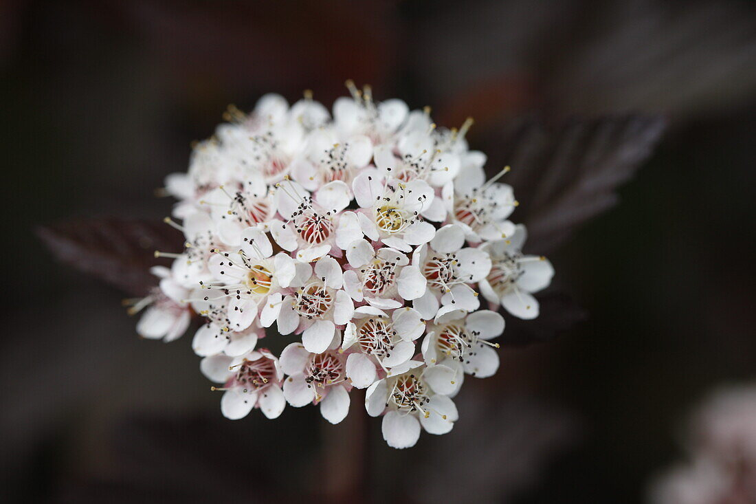 Physocarpus opulifolius 'Diable d´Or'®