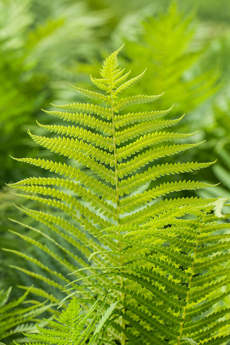 Polystichum aculeatum