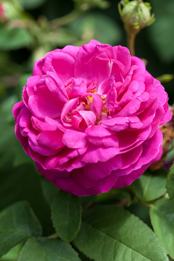 Rosa 'Rose de Resht