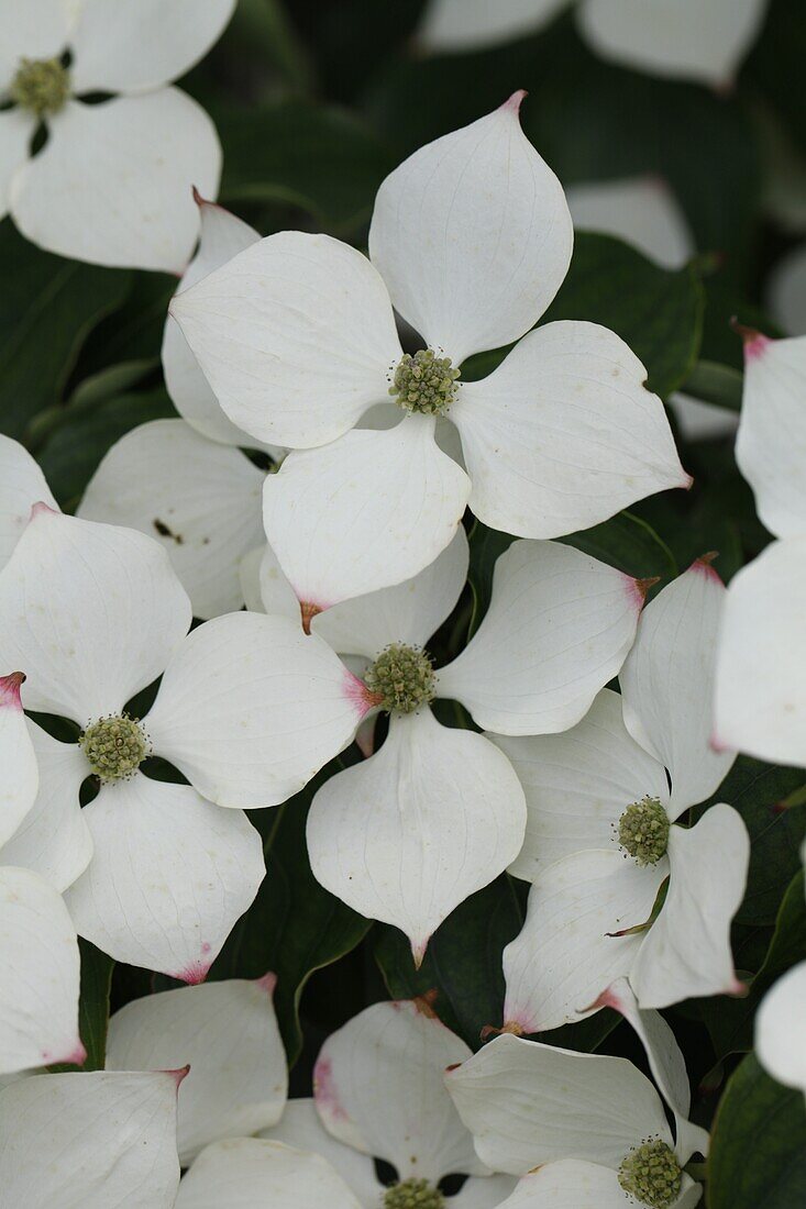 Cornus kousa 'Selection Helmers'