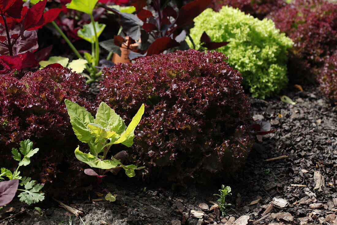 Vegetable garden