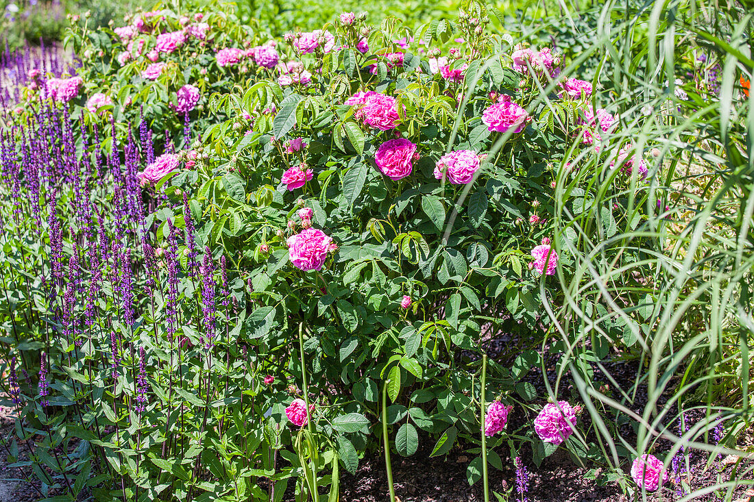 Rosa gallica 'Charles de Mills'