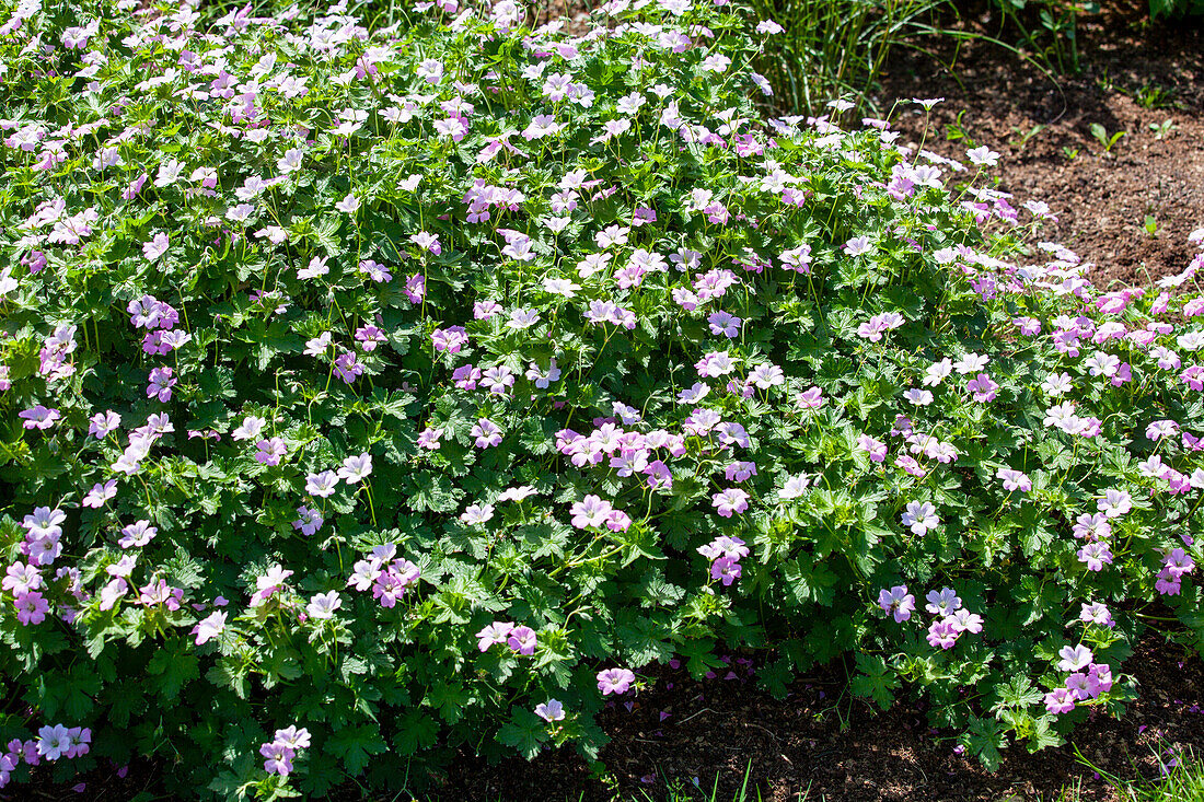 Geranium 'Dreamland'(s)