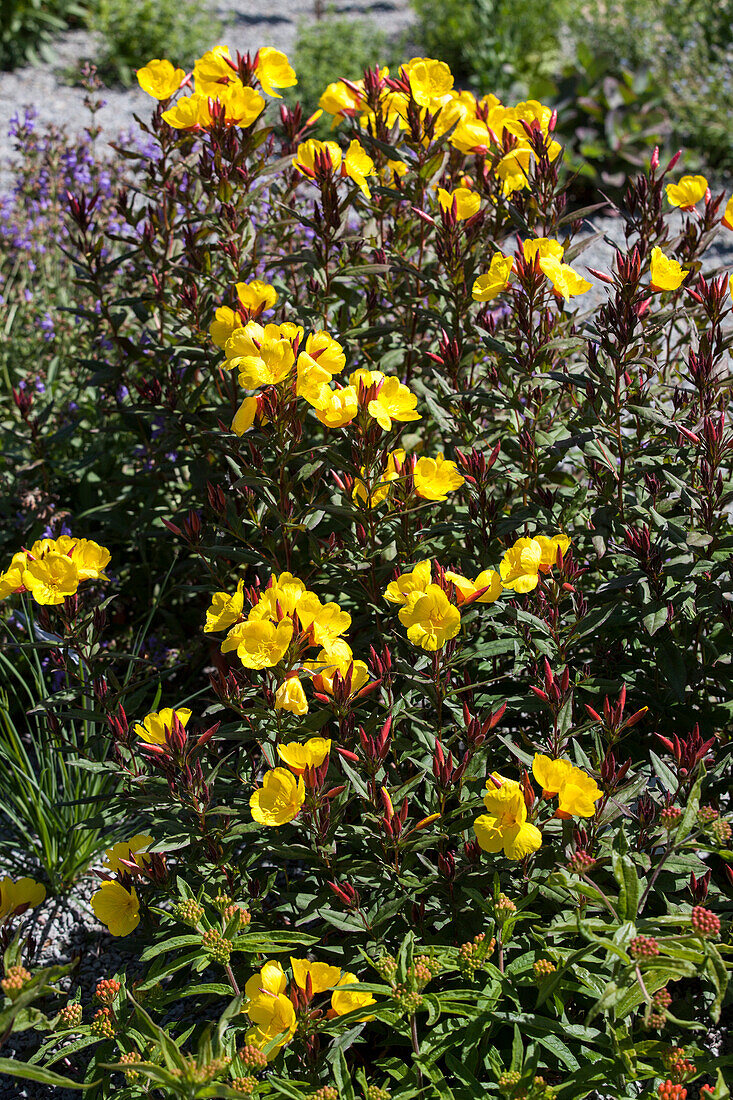 Oenothera fruticosa