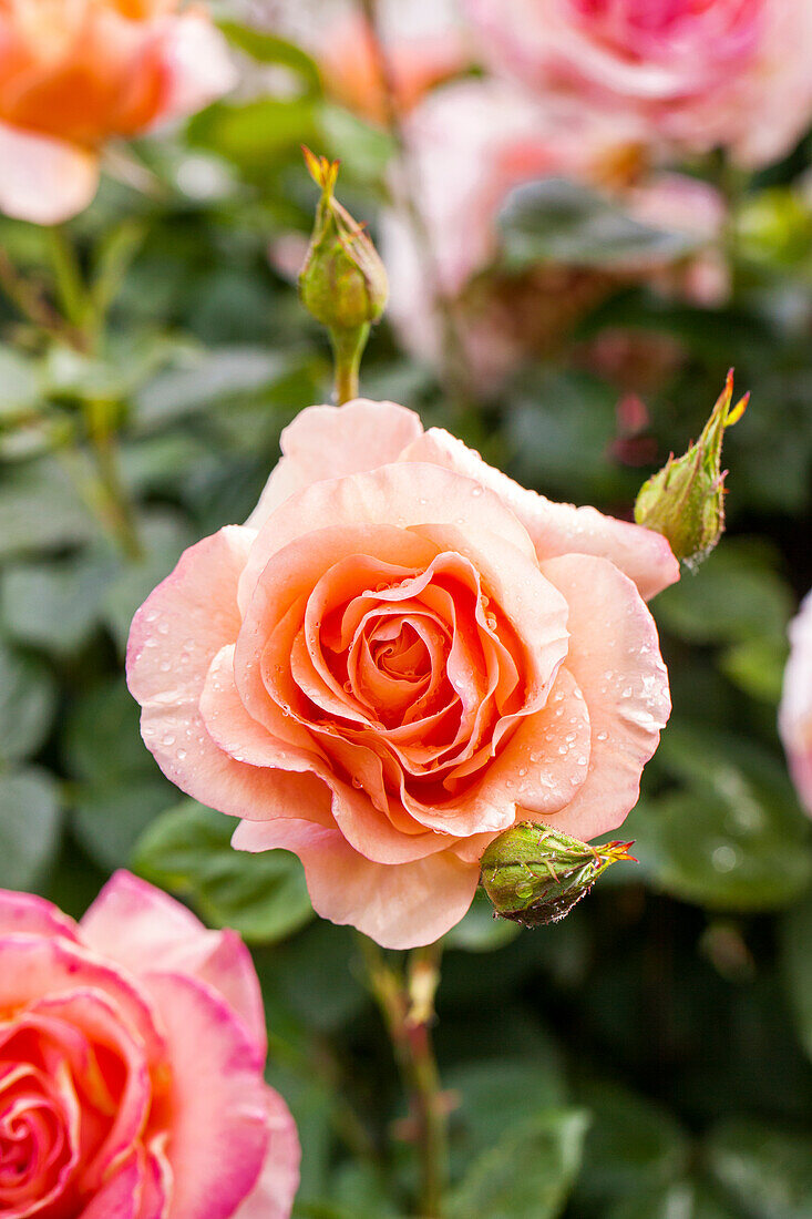 Rosa 'Bengali'®