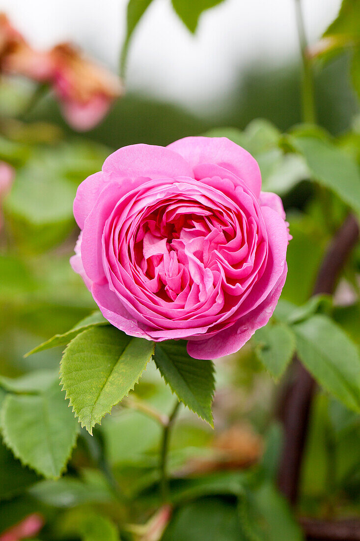 Rosa 'La Reine Victoria'