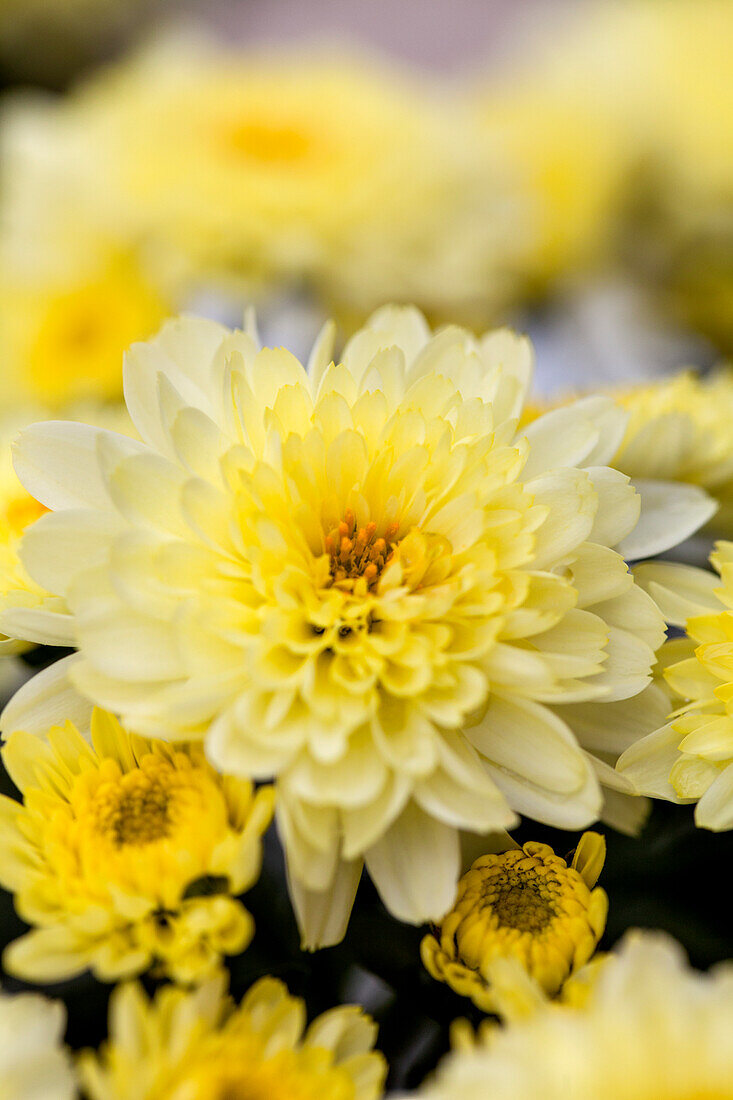 Chrysanthemum multiflora 'Branfountain Lemon'(s)