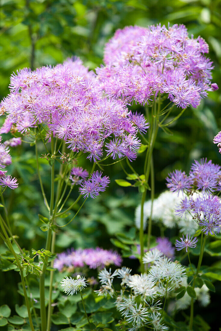 Thalictrum aquilegifolium