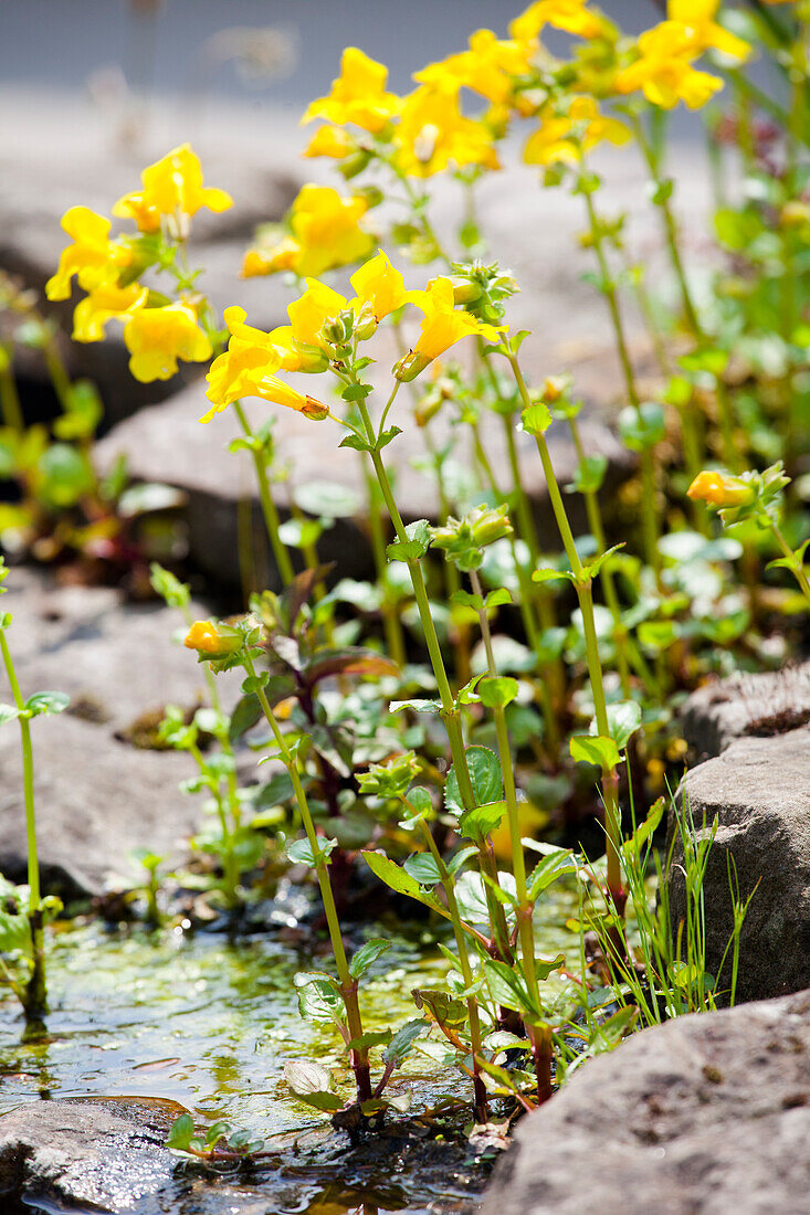 Mimulus guttatus