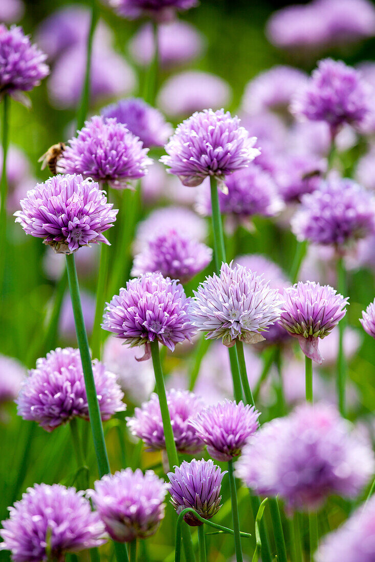 Allium schoenoprasum