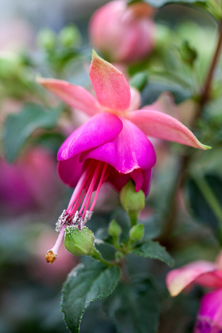 Fuchsia 'Jollies® Force Tarbes'(s)