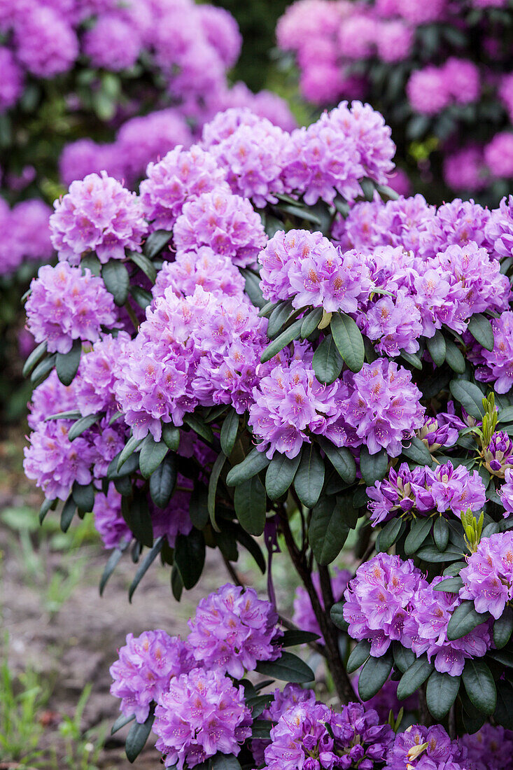 Rhododendron catawbiense 'Grandiflorum'