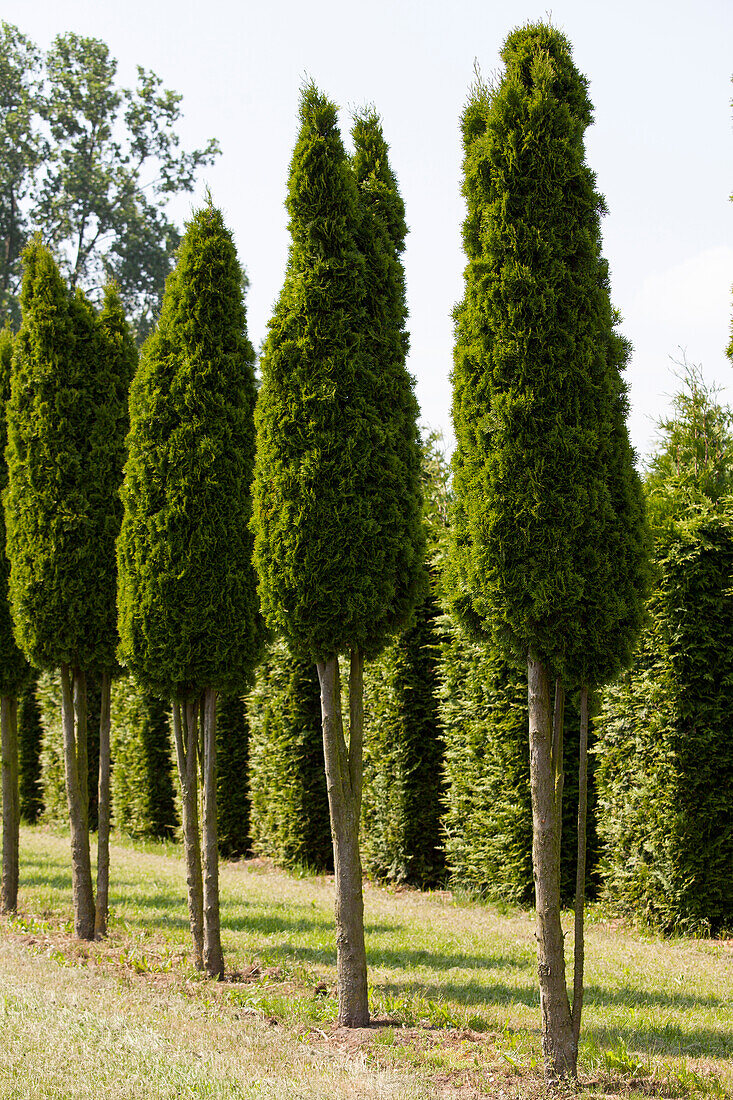 Chamaecyparis obtusa 'Nana Gracilis', strain