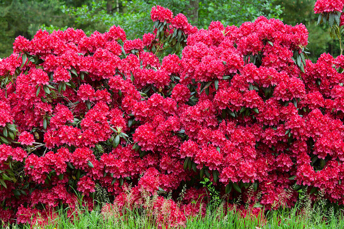 Rhododendron 'Torero'®