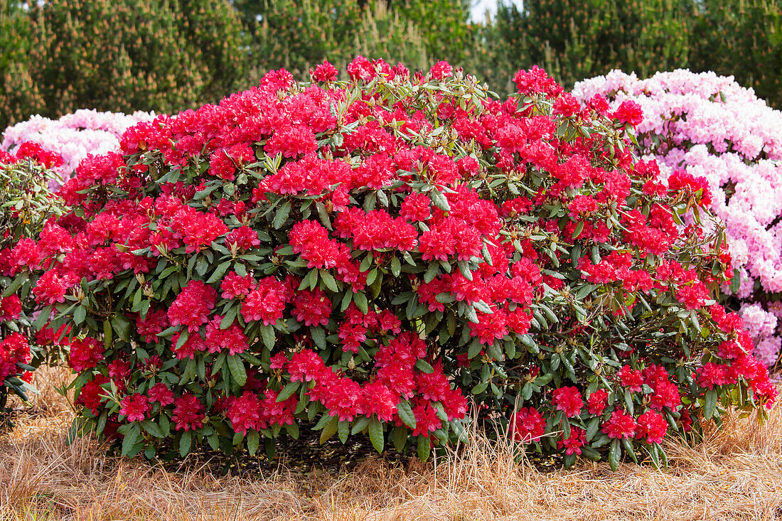 Rhododendron 'Torero'®