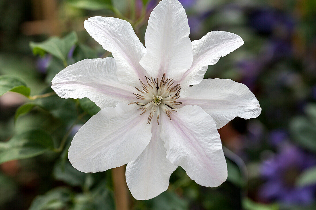 Clematis 'Boulevard'®