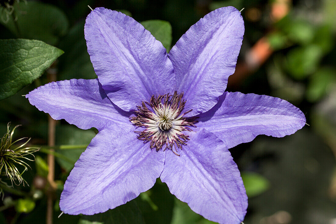 Clematis Parisienne