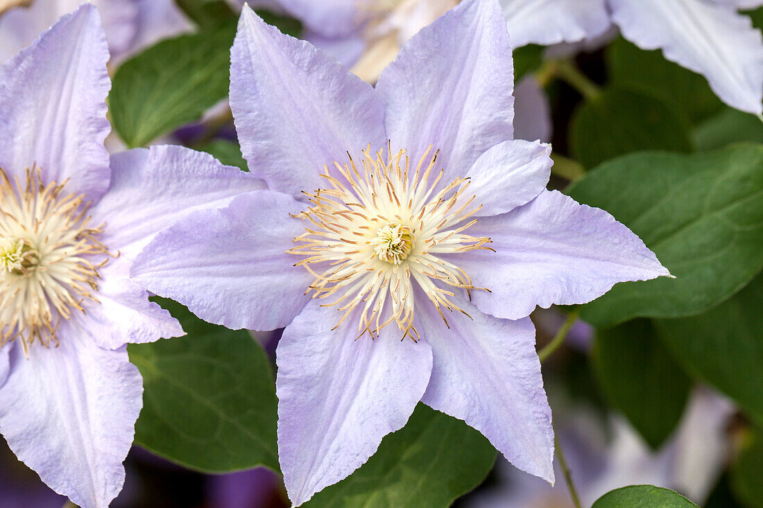 Clematis