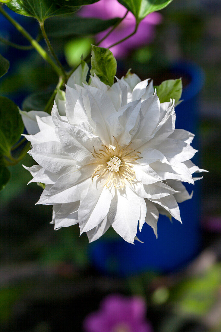 Clematis 'Arctic Queen'