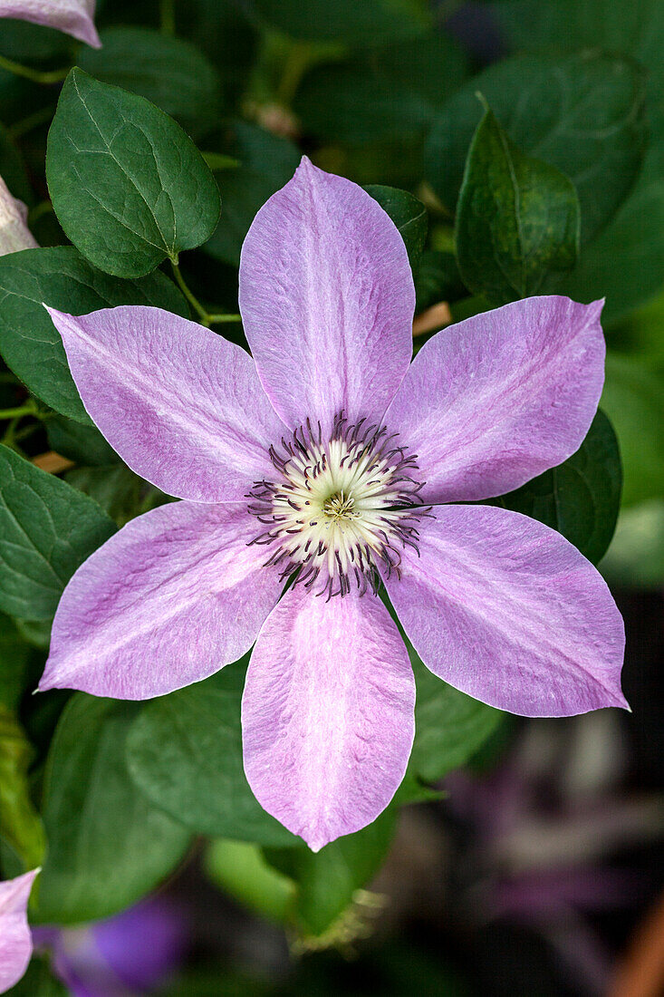 Clematis 'Bijou'