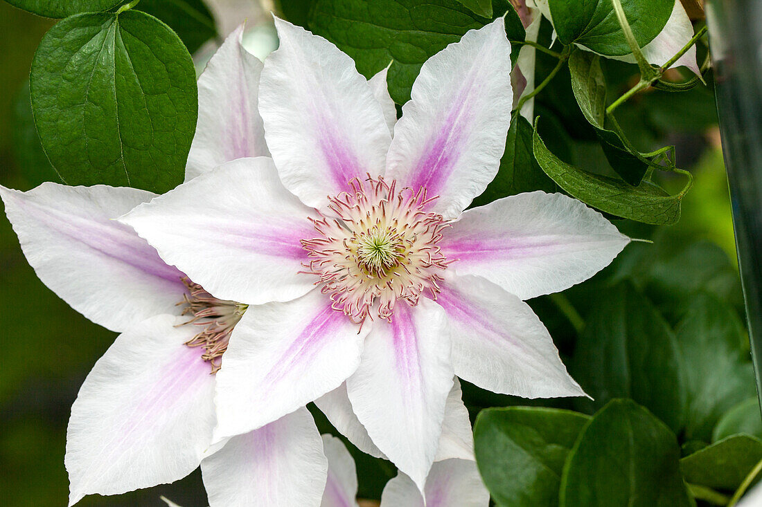 Clematis 'Corinne'™