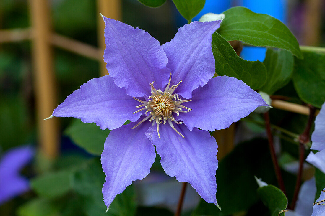 Clematis 'Angelique'