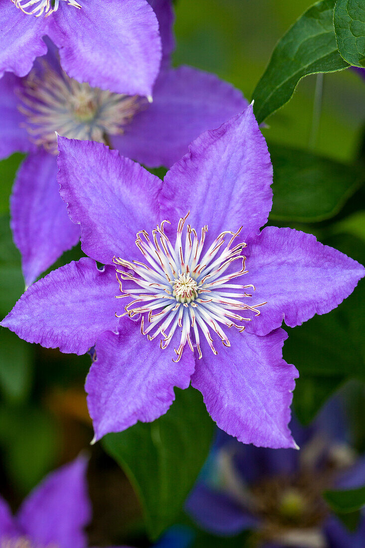 Clematis 'Bijou'