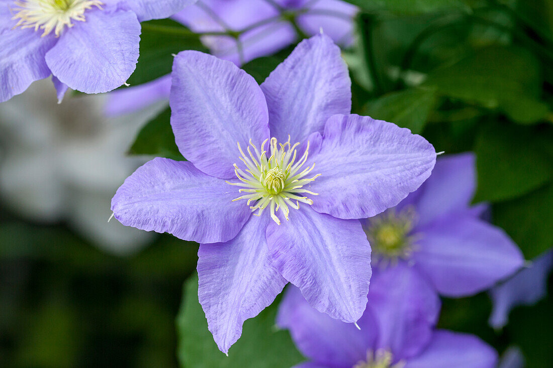 Clematis 'Cezanne' ™