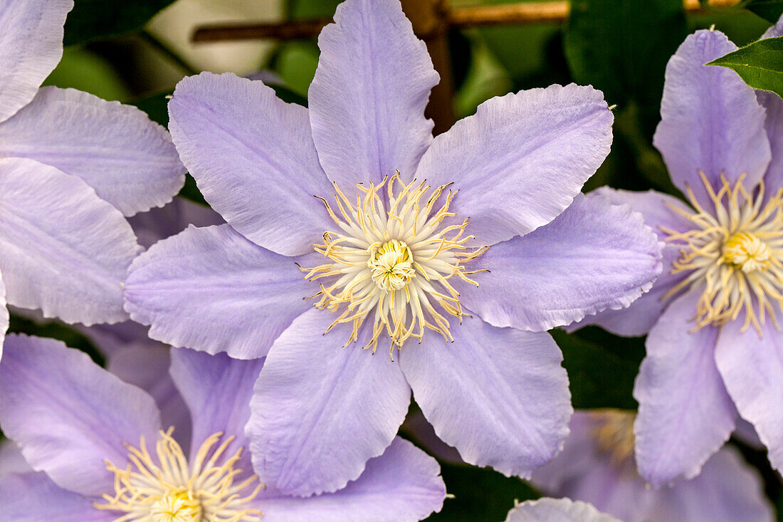 Clematis 'Esme' ™