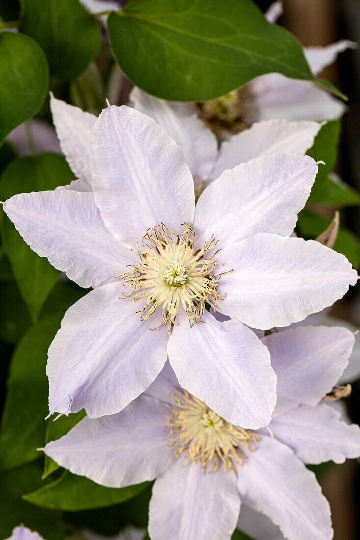 Clematis 'Esme'™