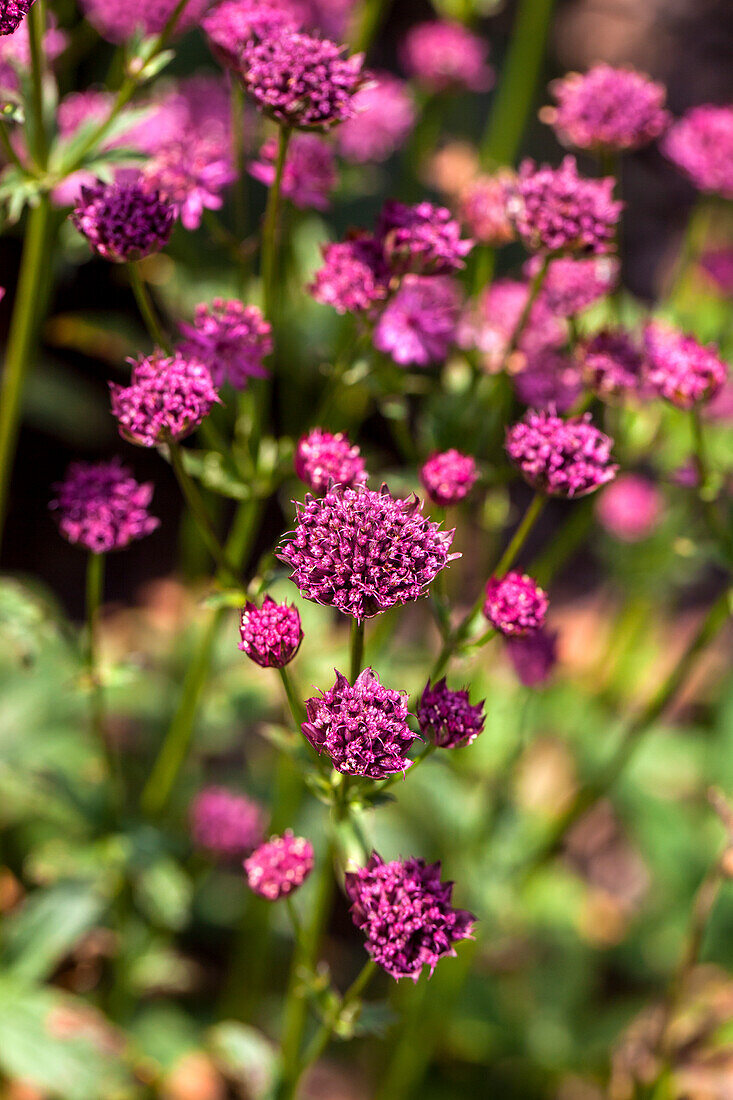 Astrantia major