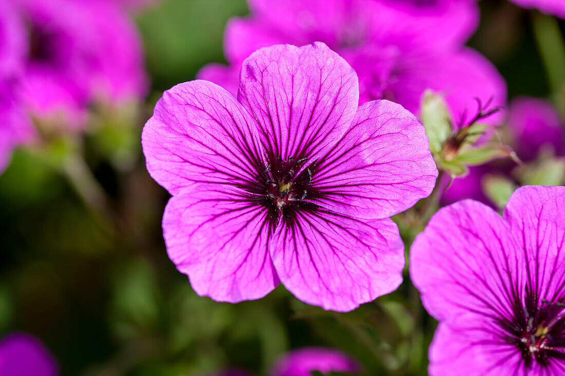 Geranium sanguineum