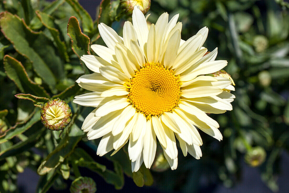 Leucanthemum x superbum