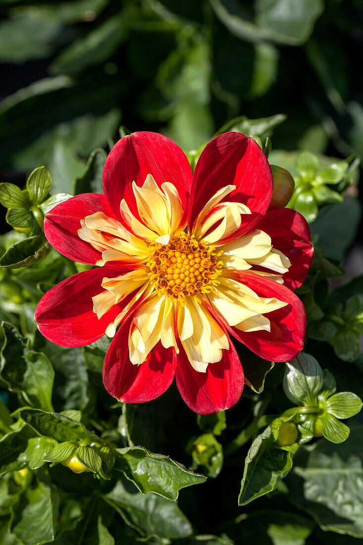 Dahlia 'Roter Schorsch'