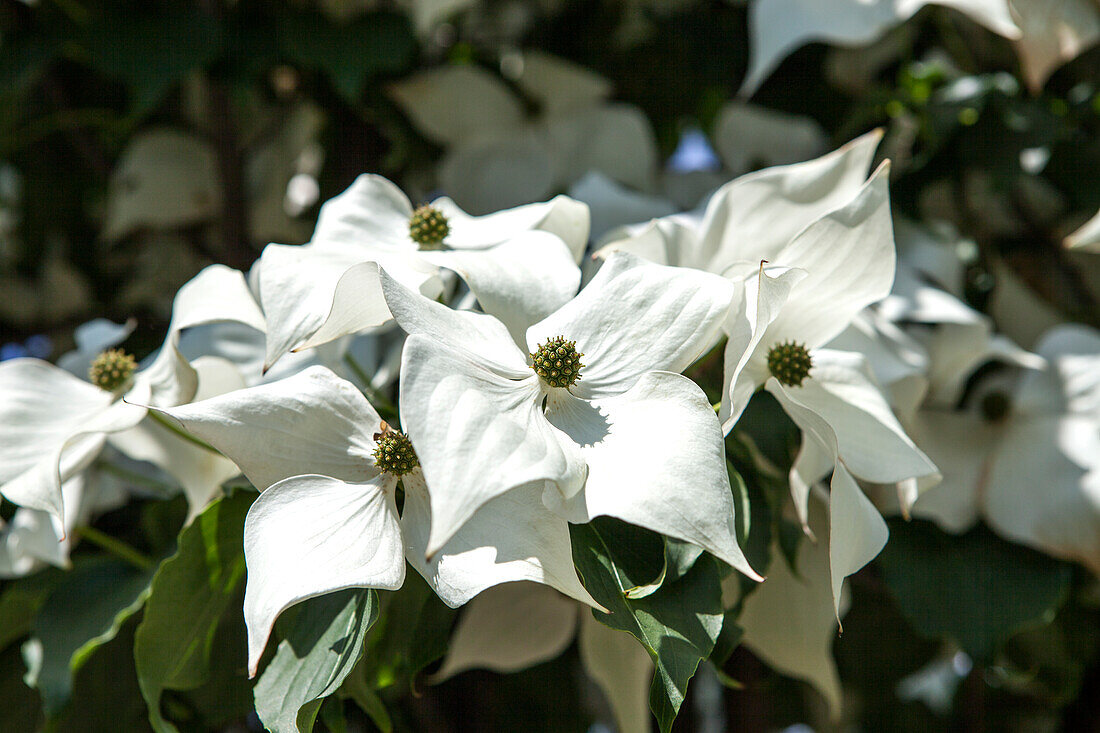 Cornus kousa chinensis