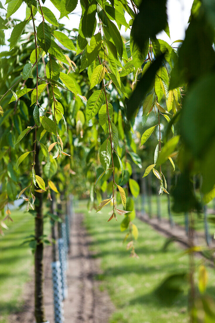 Prunus subhirtella 'Pendula'