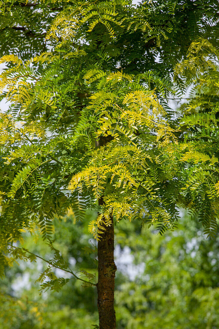 Gleditsia triacanthos 'Sunburst'