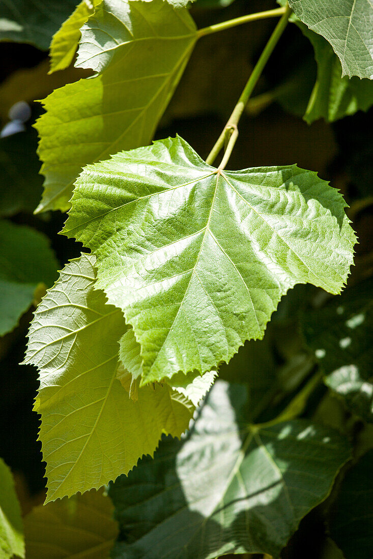 Tilia tomentosa 'Brabant'